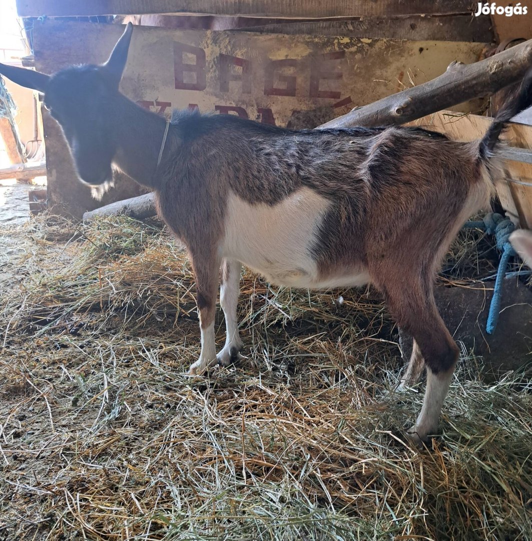 Szenentál x alpesi vemhes is fejős is eladó