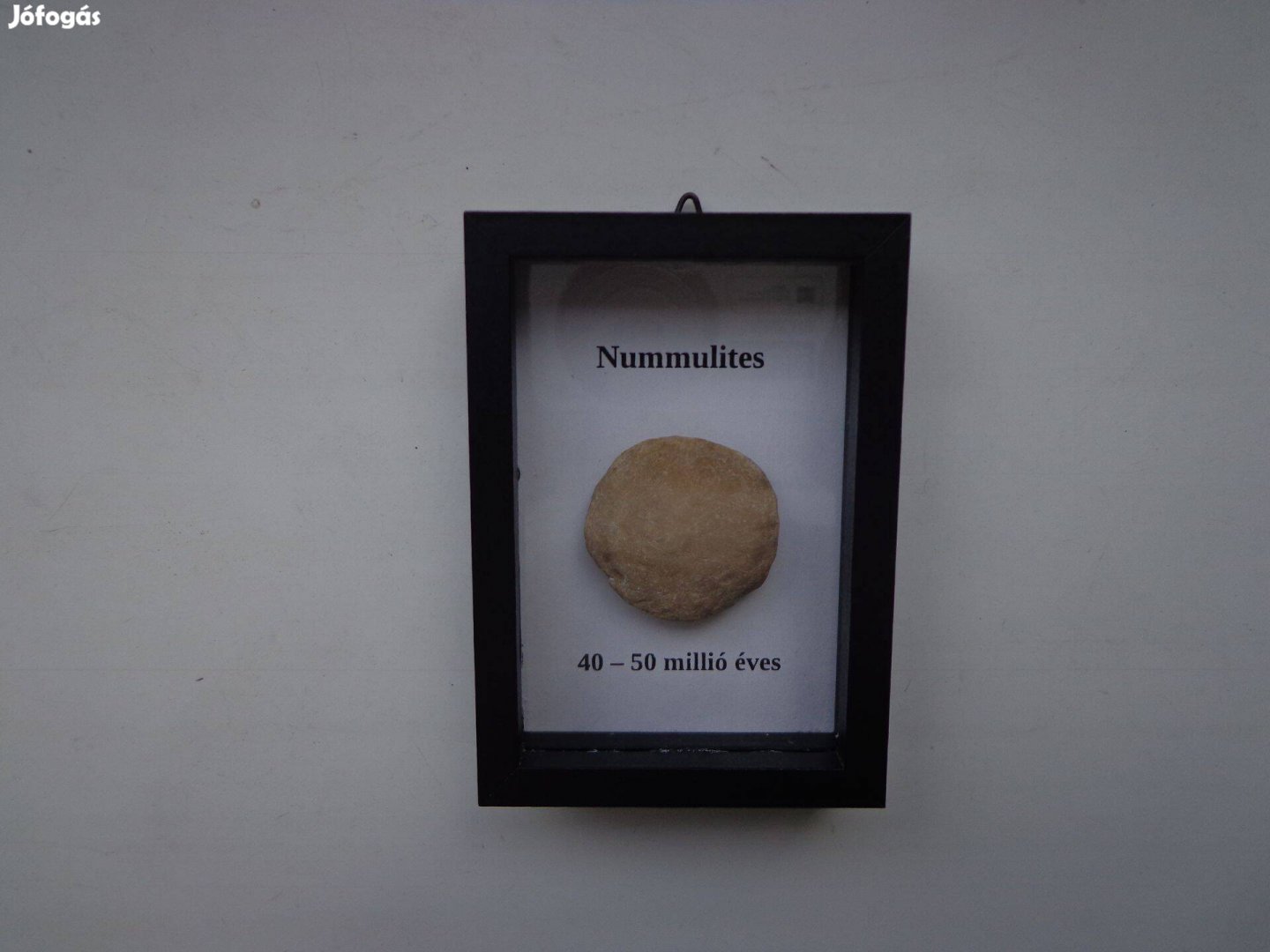 Szent László pénze Nummulites