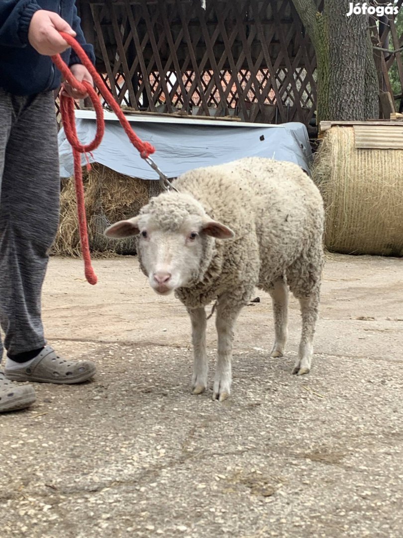 Szép, nagy bárányok áron alul!