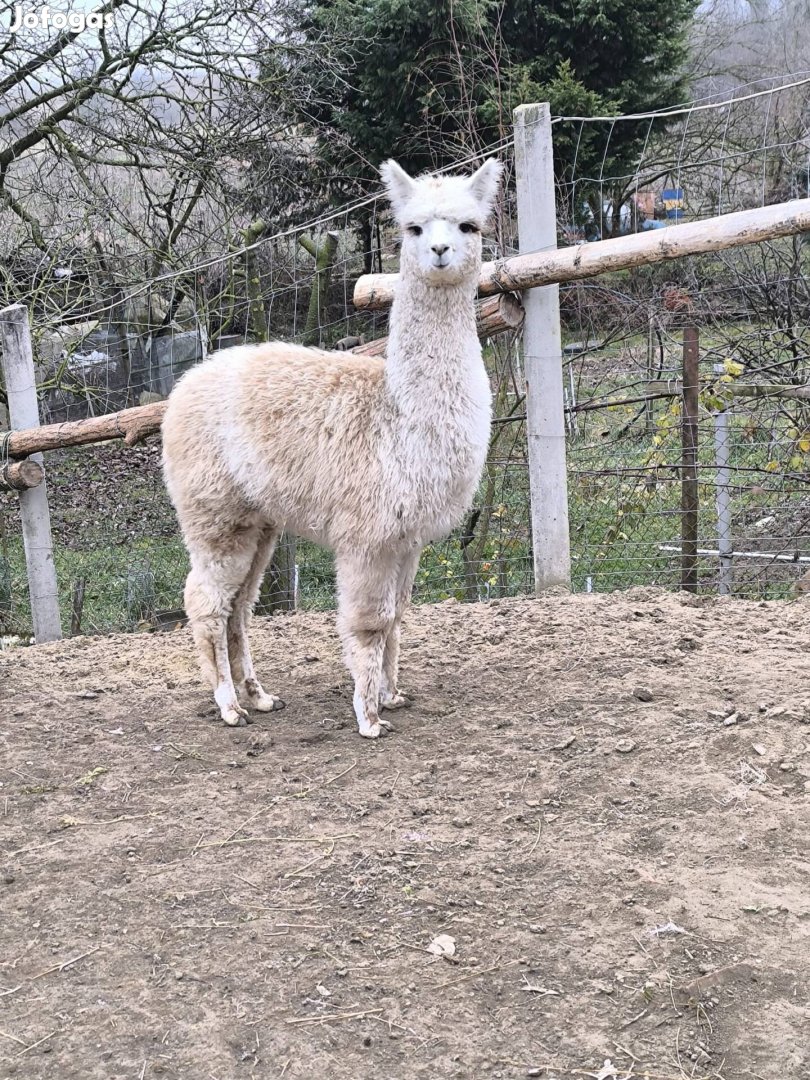 Szép alpaka csikó keresi gazdáját!