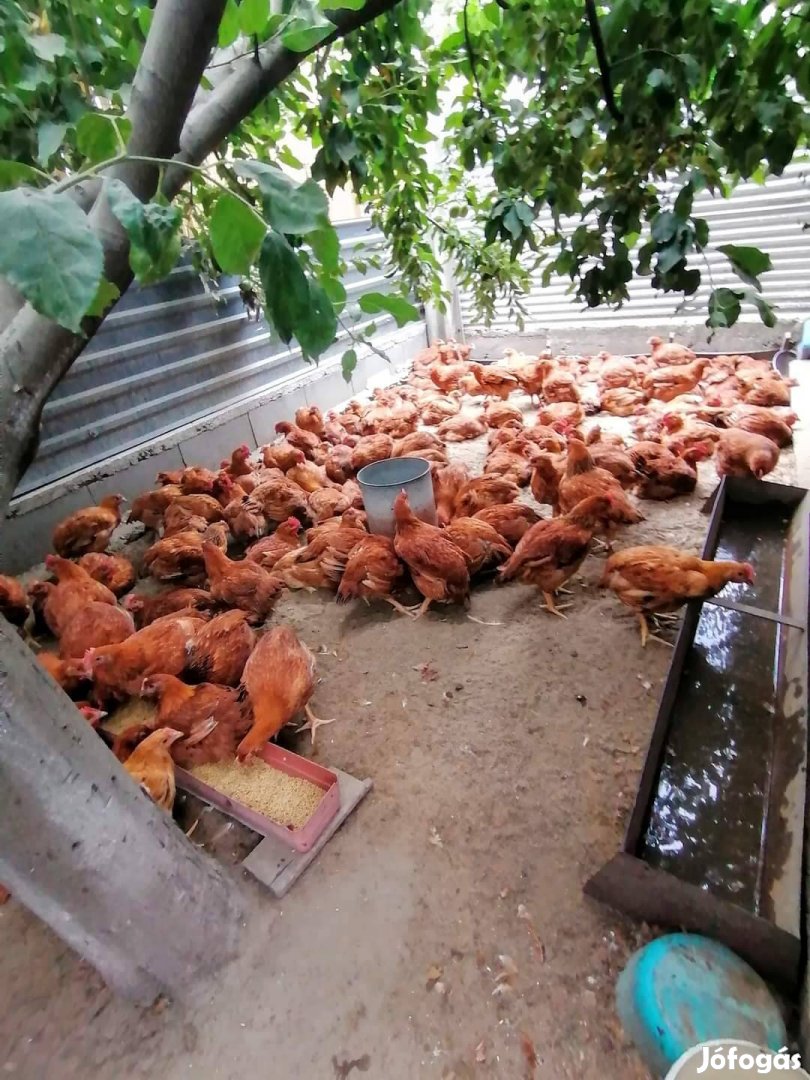 Szep csirkek rendelhetők piros fehér illetve elönevelt 