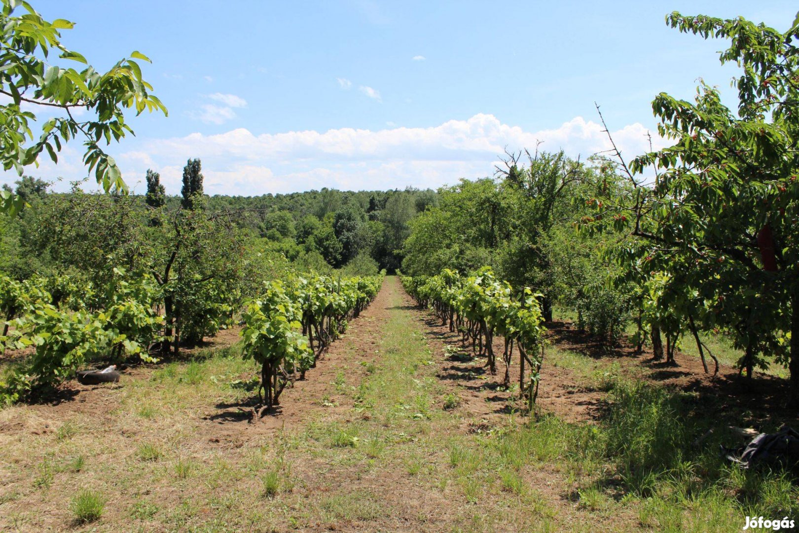 Szép fekvésű 4165m2 szőlő-gyümölcsös eladó - Strázsa-hegy, Monor