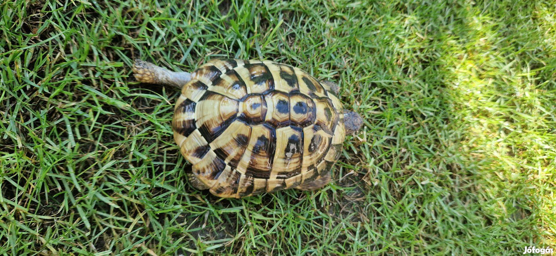 Szép görög teknős fiú eladó