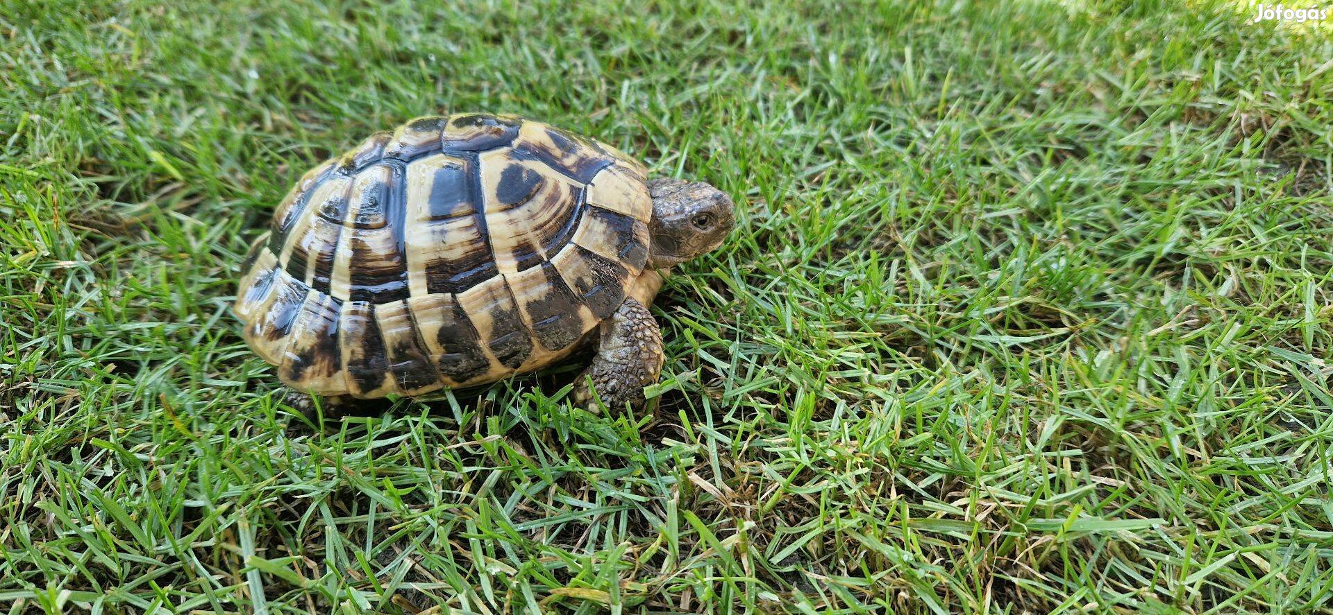 Szép görög teknős fiú eladó (chipes)