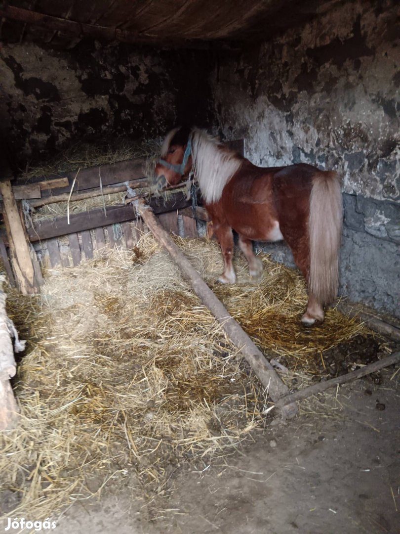 Szép herélt pónik páros 