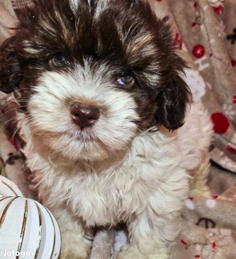 Szépséges Bichon havanese cukiságok