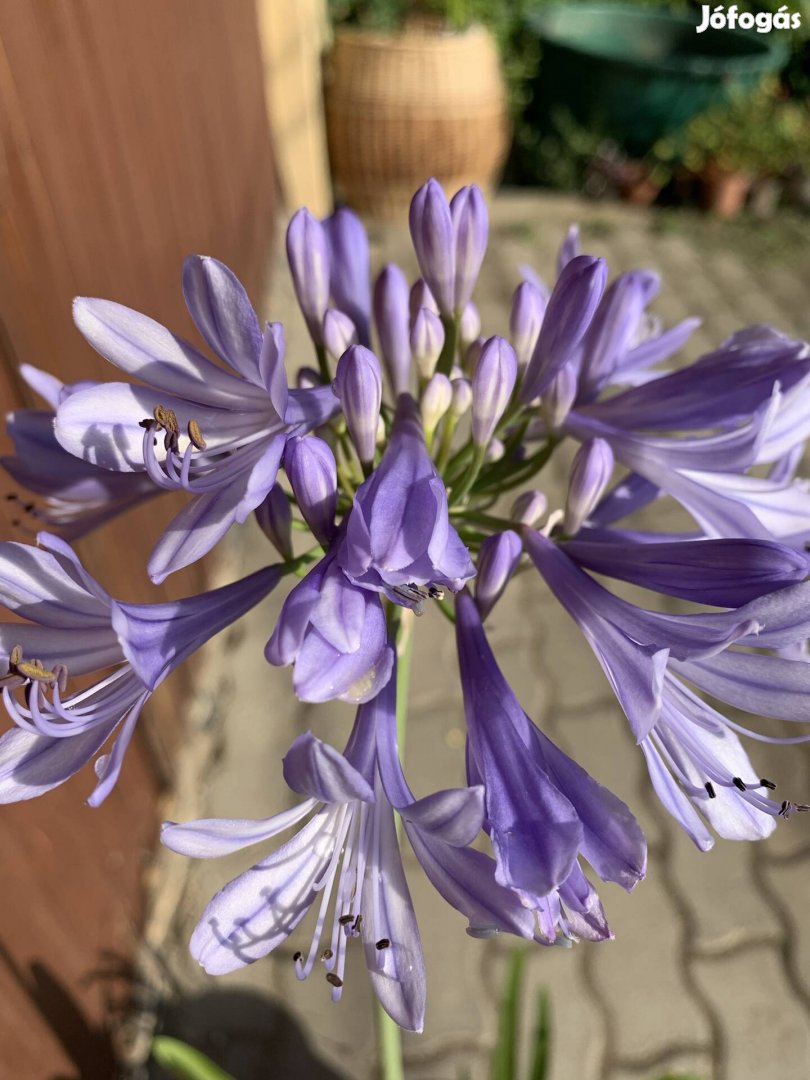 Szerelem virág  Agapanthus