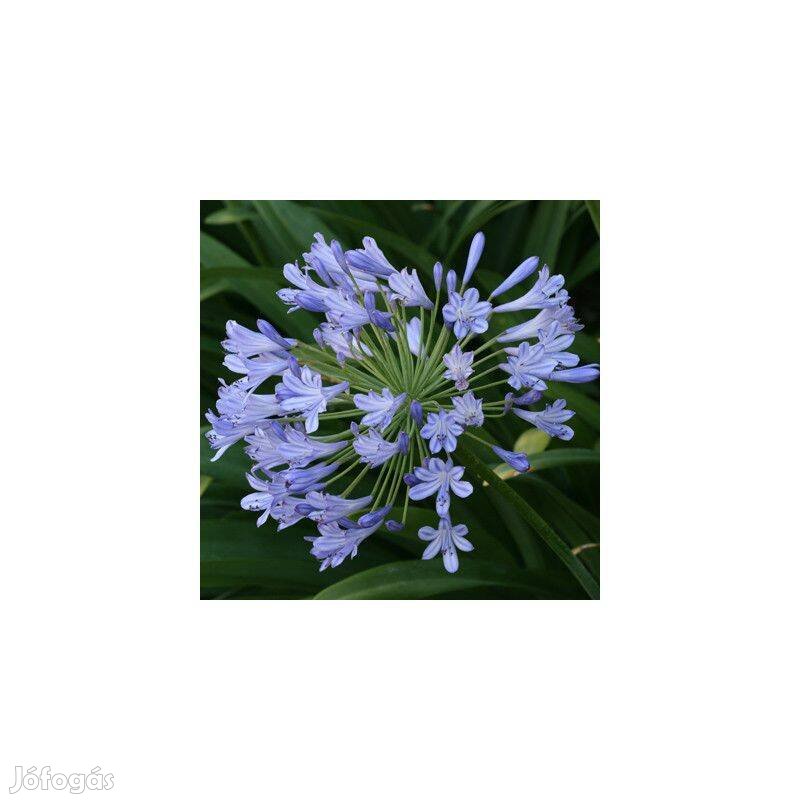 Szerelemvirág Agapanthus