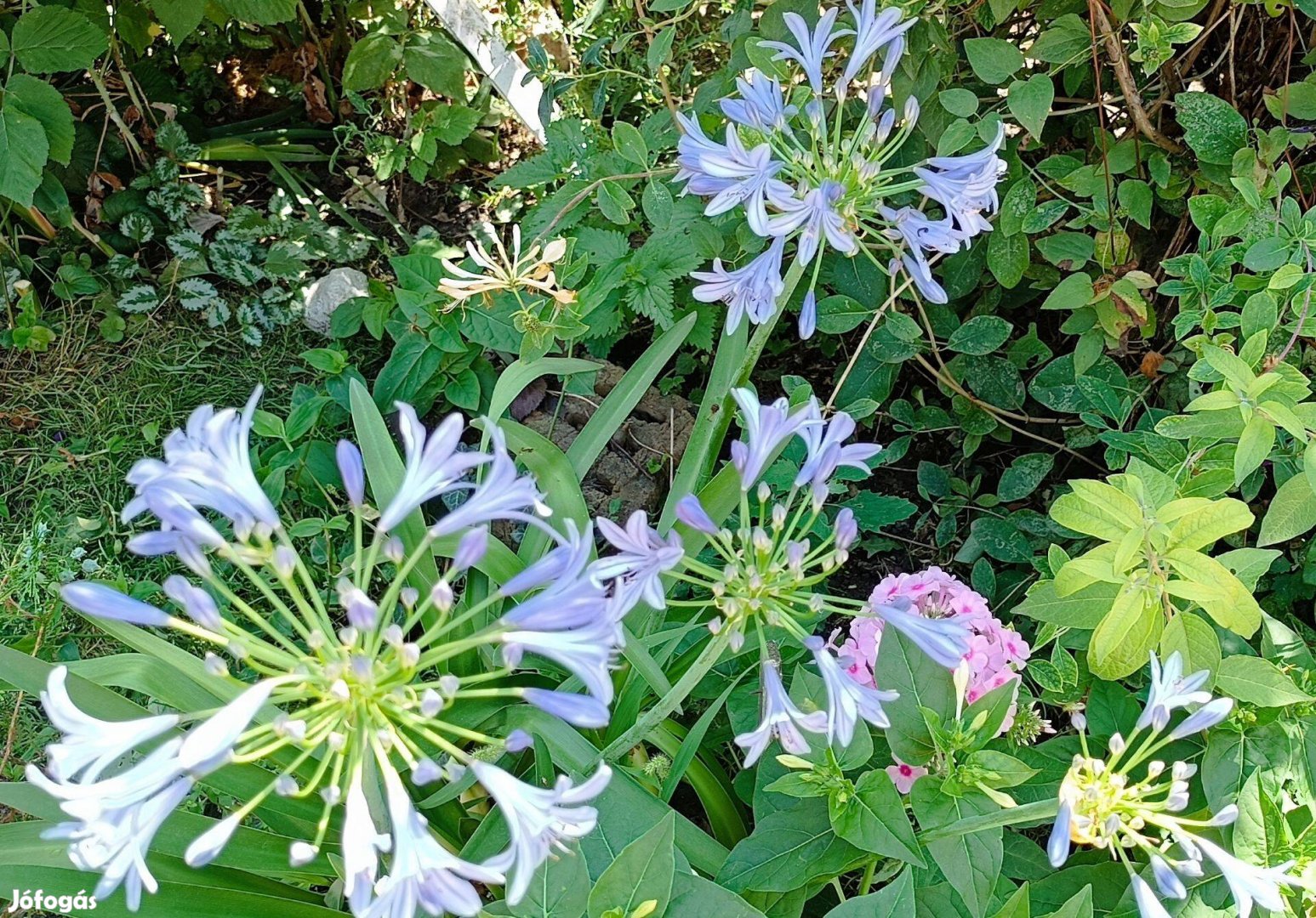 Szerelemvirág (Agapanthus) eladó