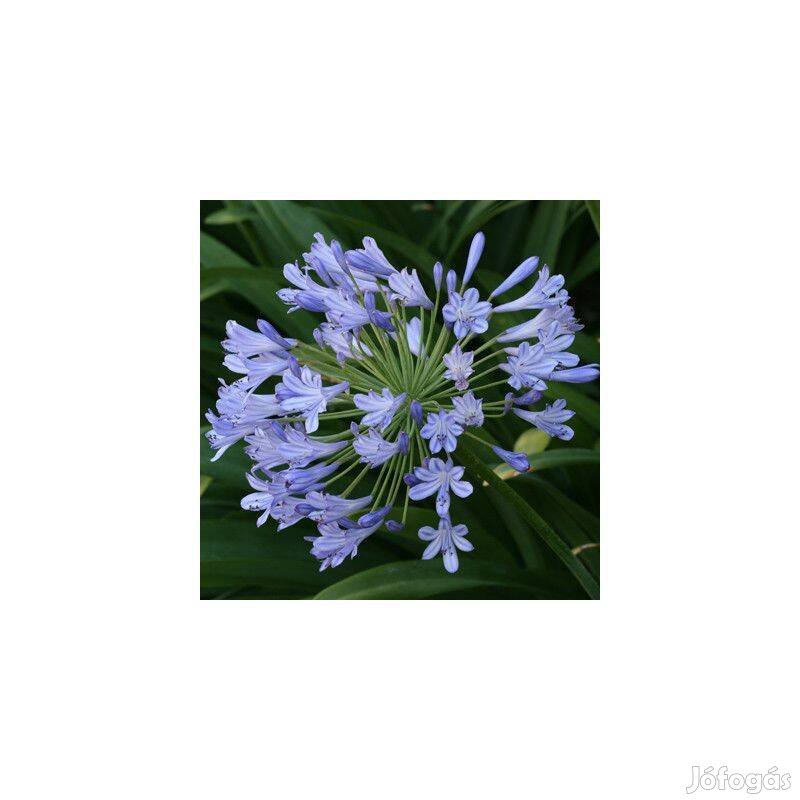 Szerelemvirág kék Agapanthus