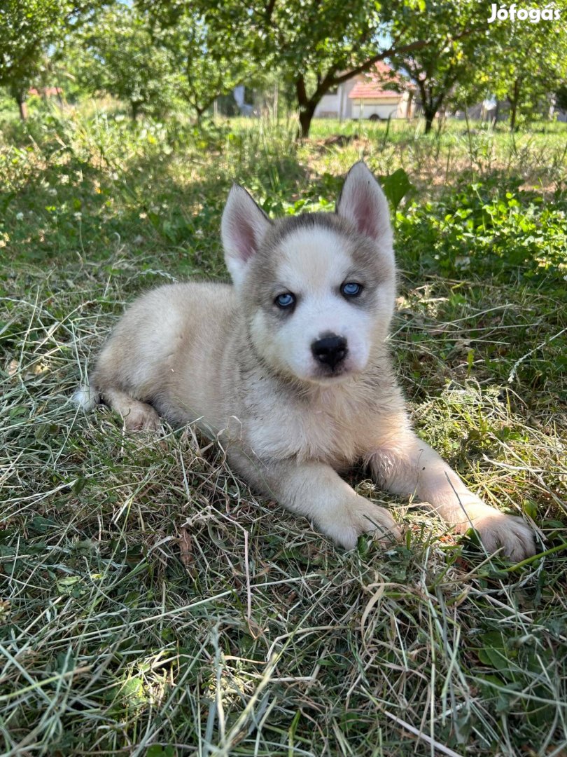 Szibériai Husky jellegű kiskutyák eladók