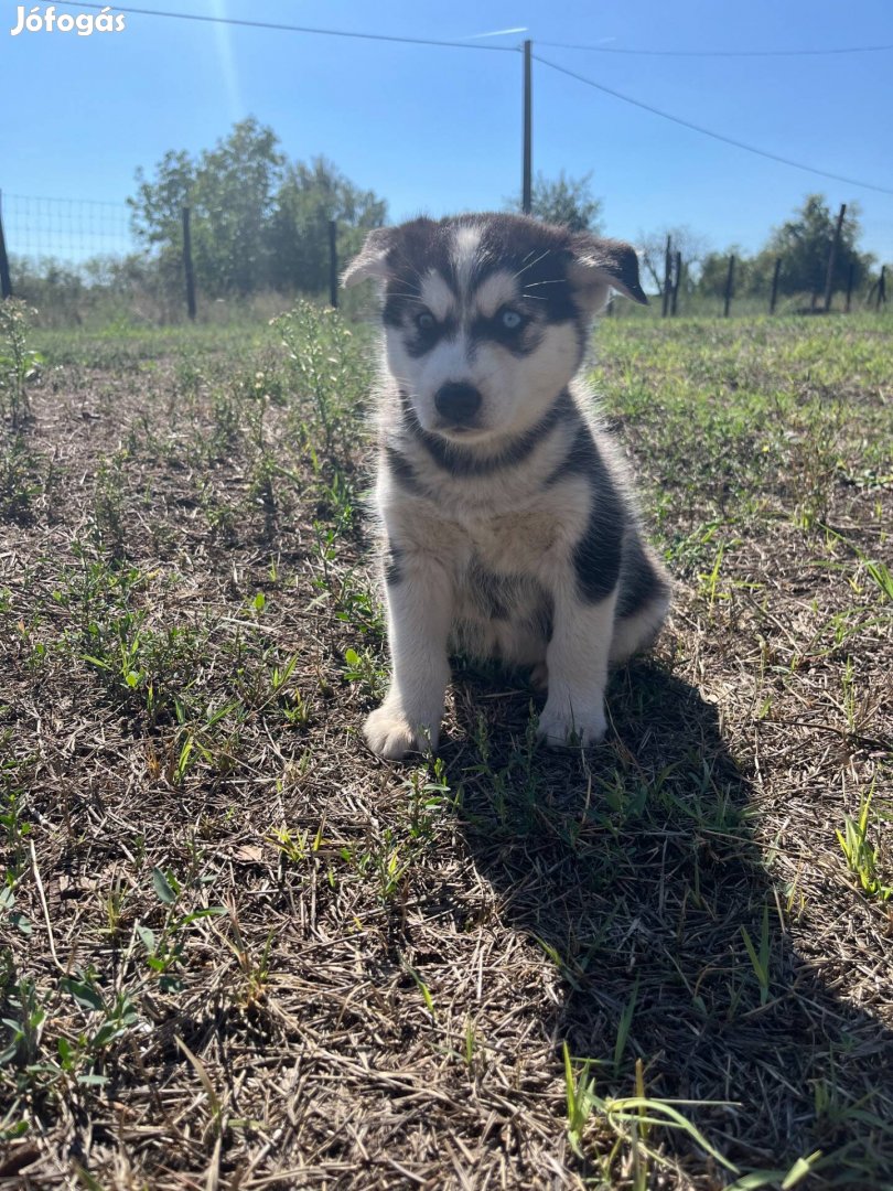 Szibériai Husky kutyusok gazdit keresnek