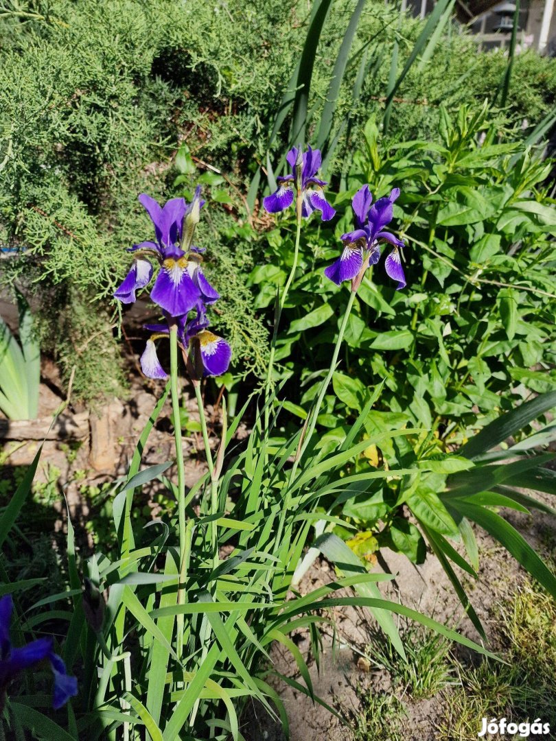 Szibériai nőszirom, szibériai írisz (Iris sibirica) konténeres növény