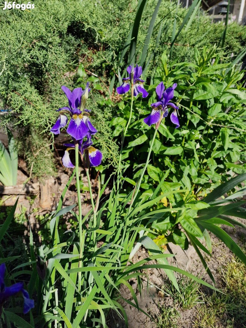 Szibériai nőszirom, szibériai írisz (Iris sibirica) konténeres növény