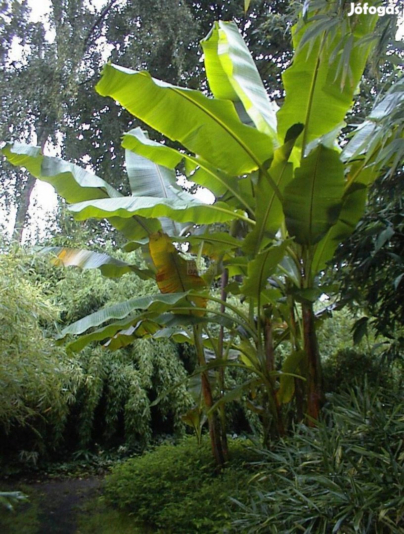 Szikkini indiai banán (Musa sikkinensis) eladó
