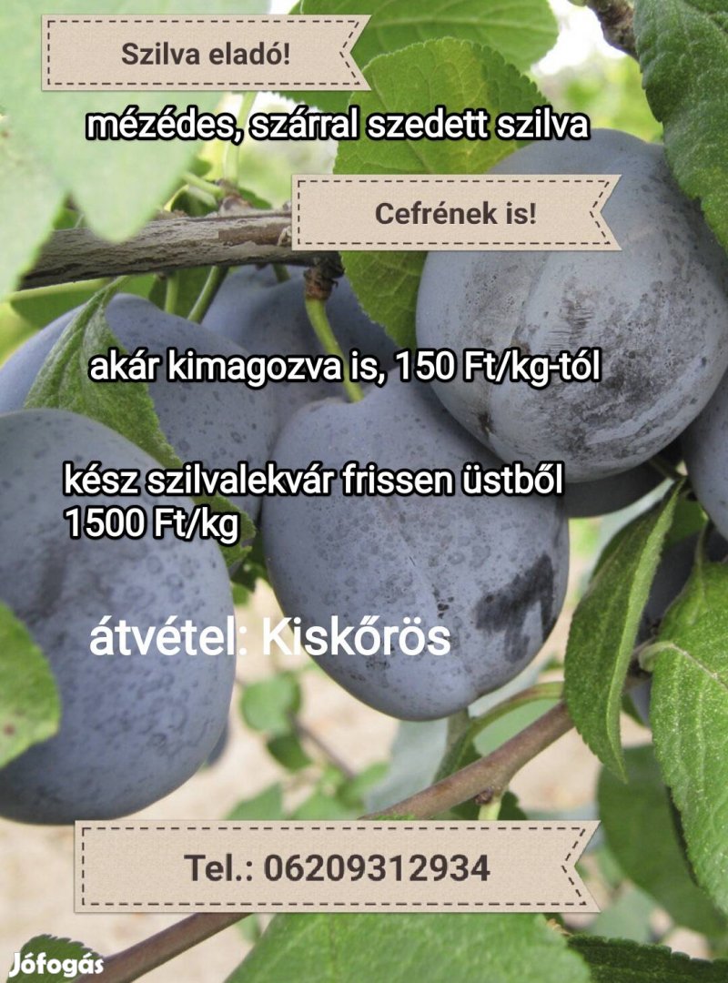 Szilva cefrének, lekvárnak