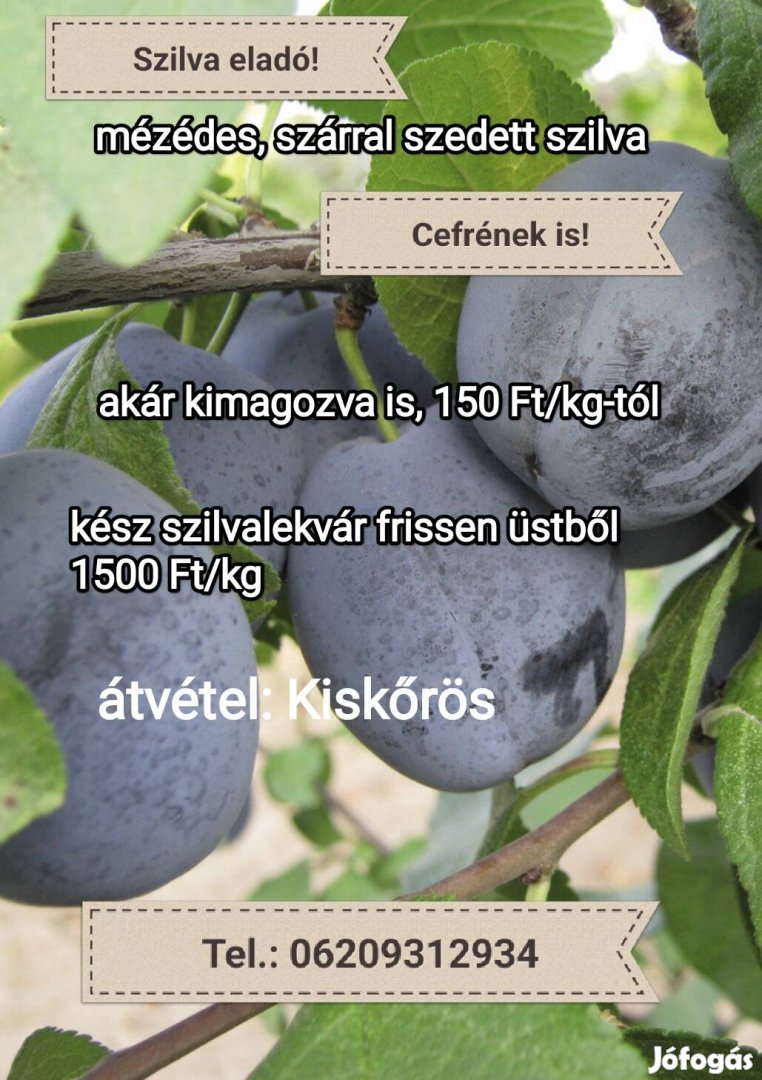 Szilva cefrének, lekvárnak