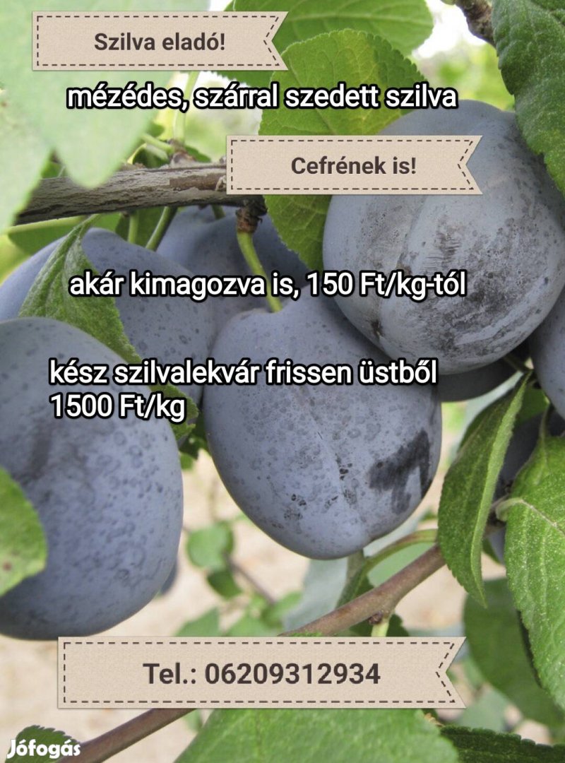 Szilva lekvárnak cefrének, kimagozva is