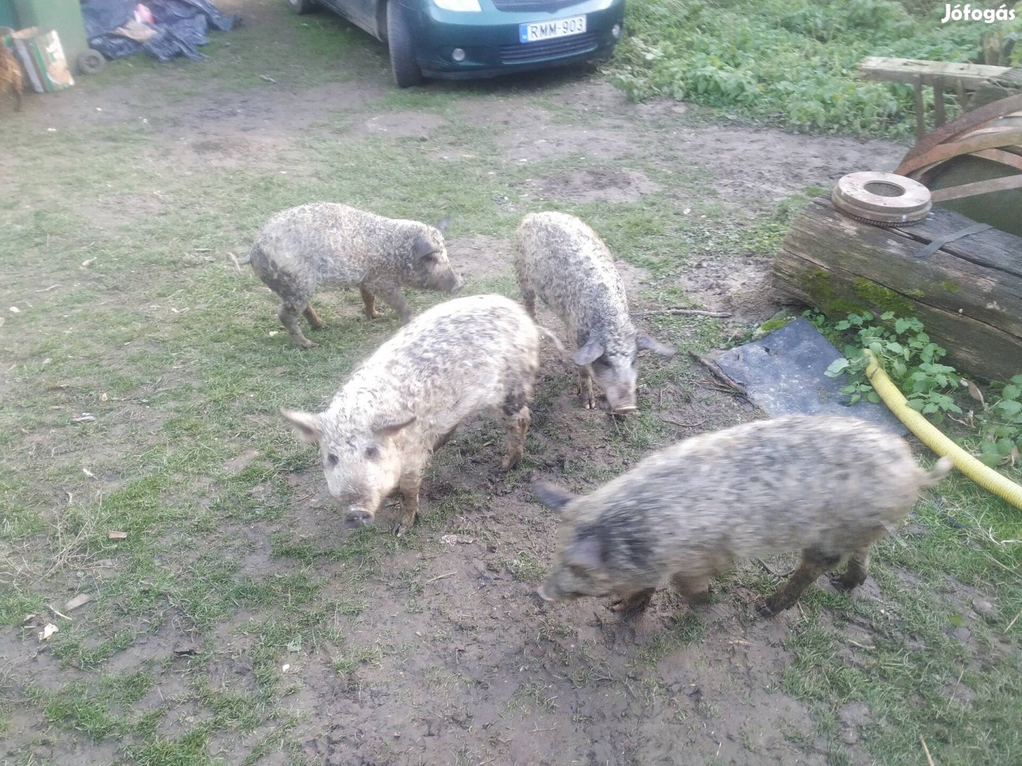 Szilveszteri mangalica malac 30 kg-s