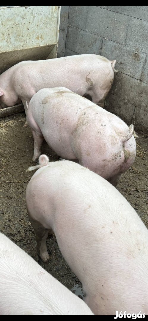 Szilveszterre malacok és süldők akár konyhakeszen is