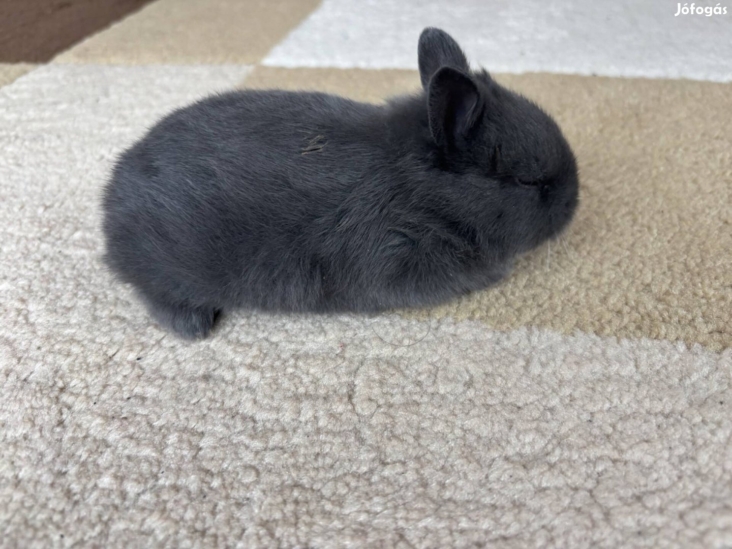 Színes Törpe nyúl