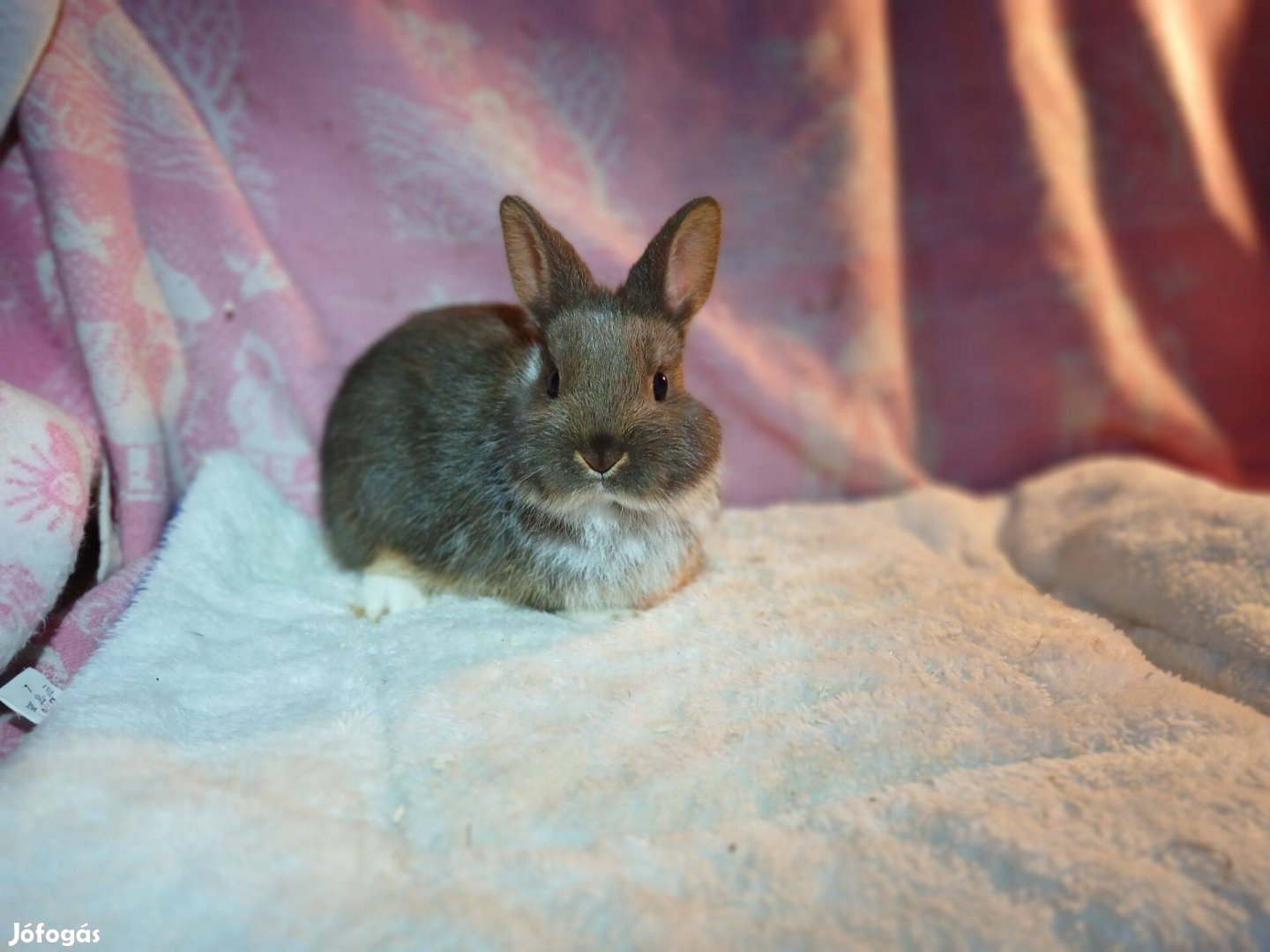 Színes Törpenyúl nyúl