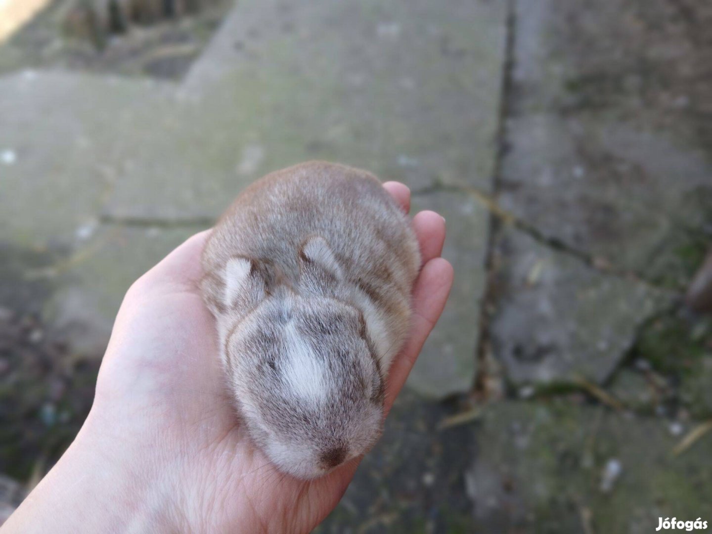 Színes holland Törpenyúl nyúl