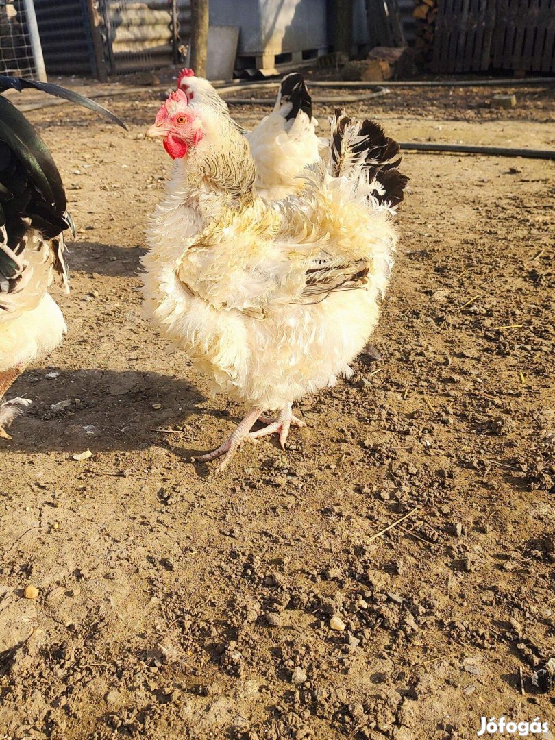 Színes tojás tenyésztojás eladó