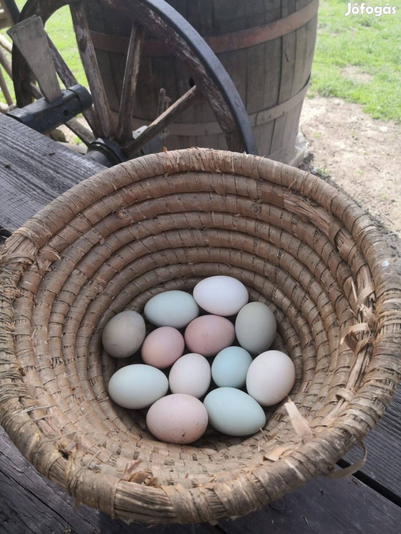 Színes tojások keltetésre