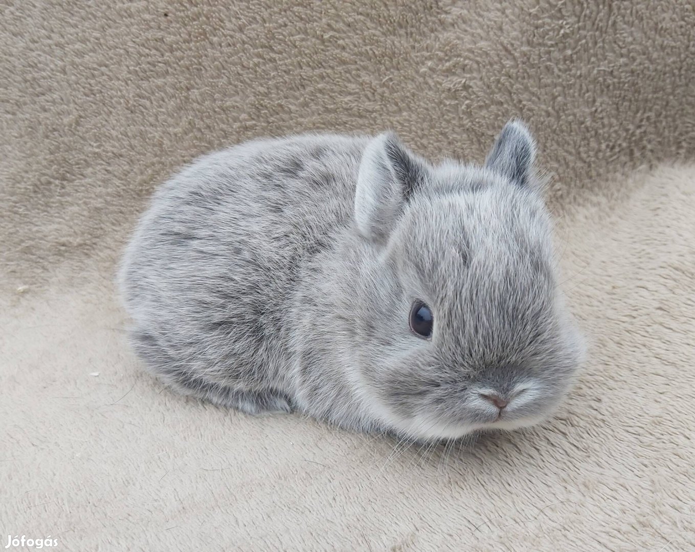 Színes törpe és mini kosorrú kisnyuszik foglalhatók tenyészetből.