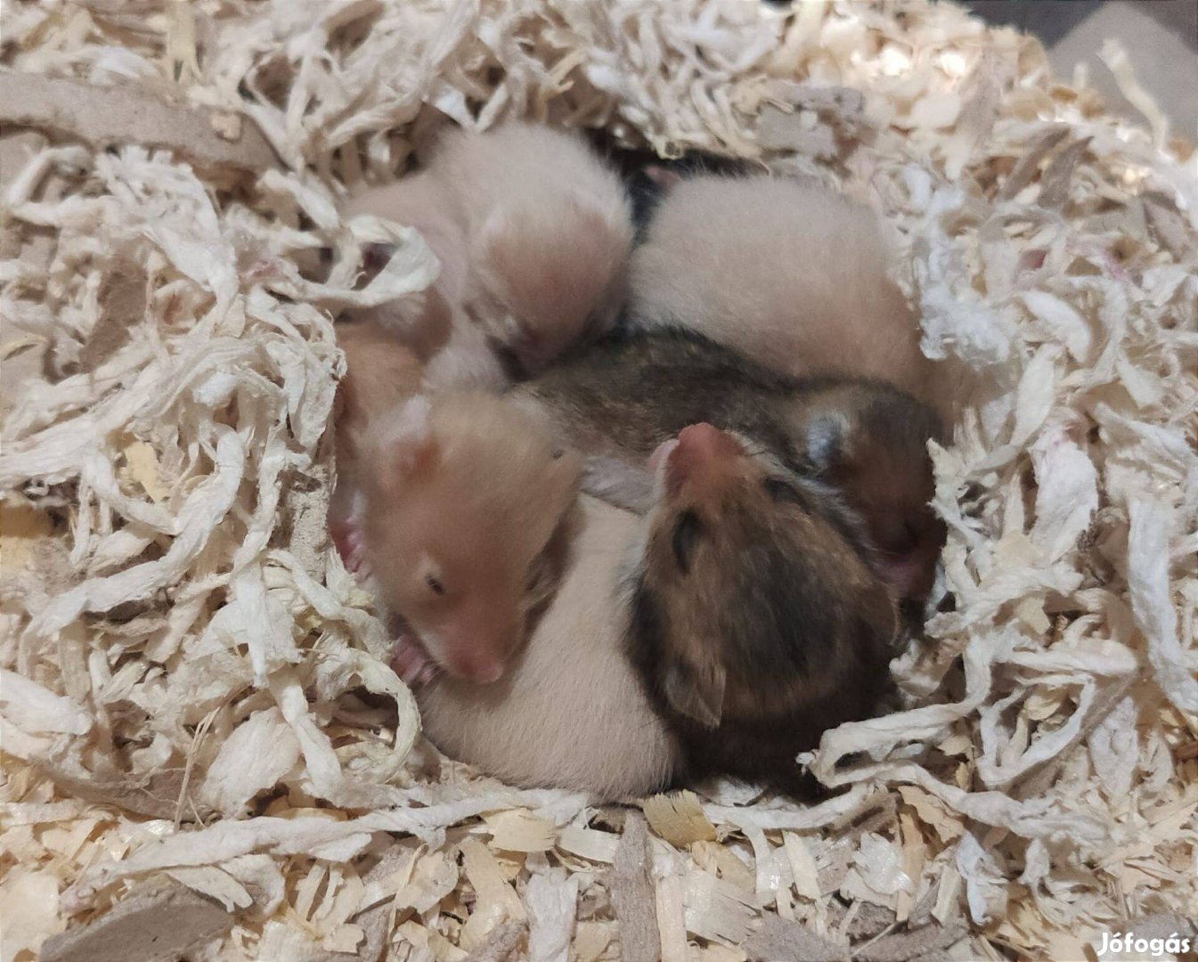 Szíria aranyhörcsög