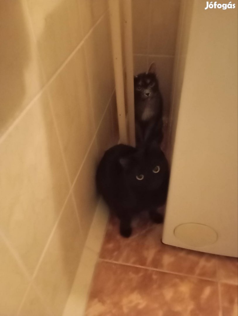 Szoba cica egyik 4 éves a fekete 2 játékosok