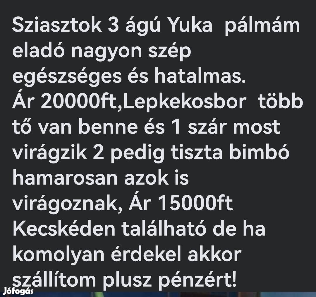 Szoba növény 