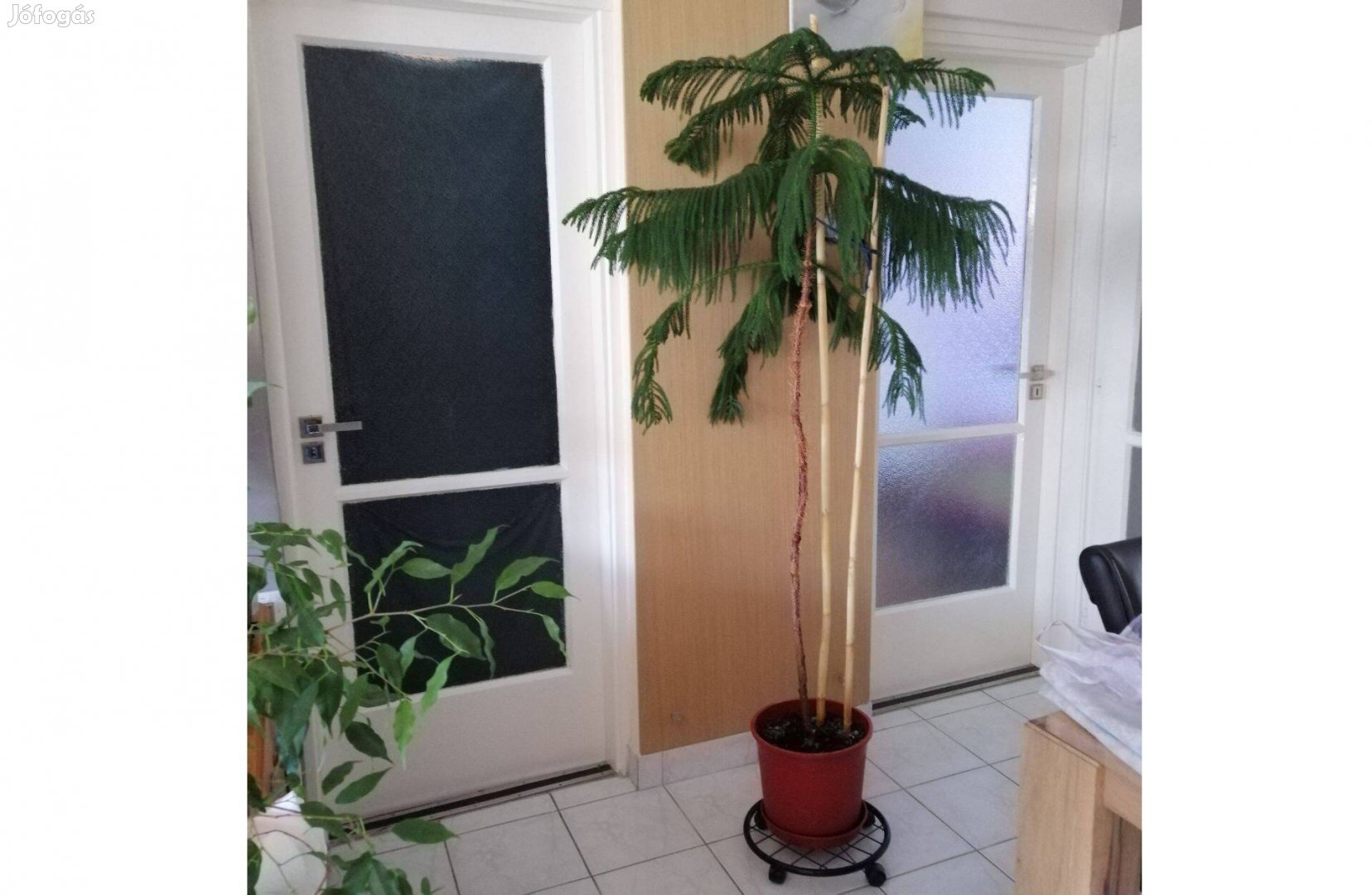 Szobafenyő 175 cm magas! dekoratív nagyméretű,félár alatt,fának nevelt