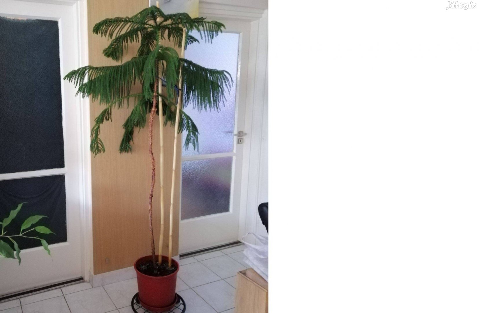 Szobafenyő 175 cm magas! dekoratív nagyméretű,félár