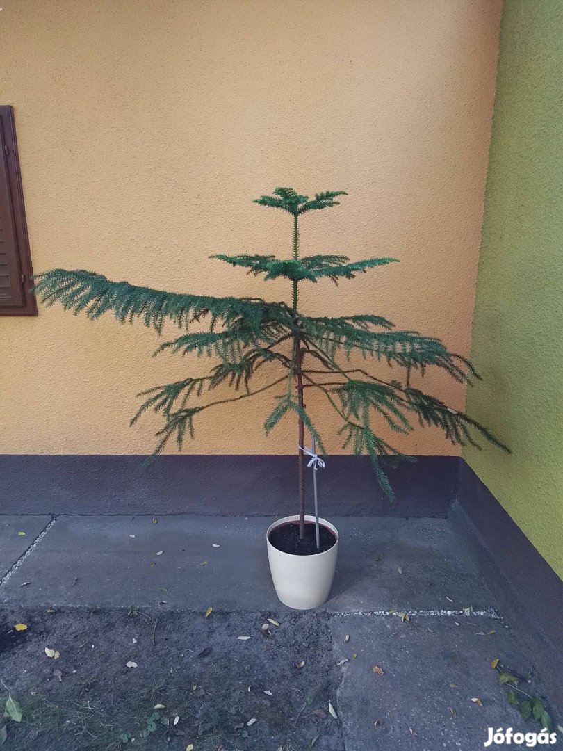 Szobafenyő (Araucaria heterophylla)