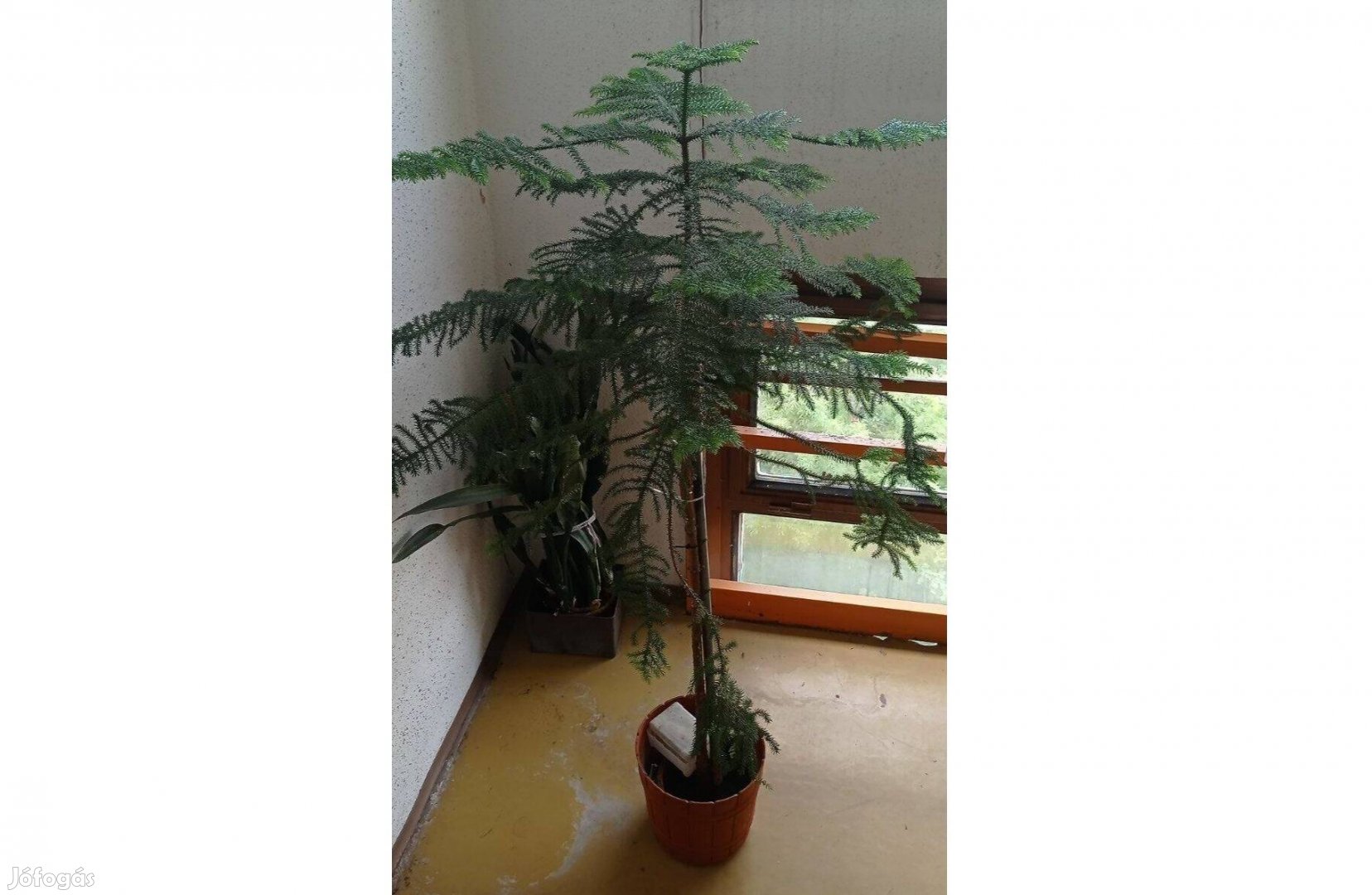 Szobafenyő - Araucaria heterophylla
