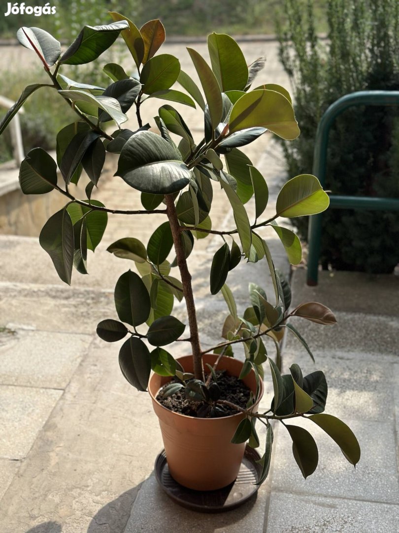 Szobafikusz (Ficus Elestica Robusta)