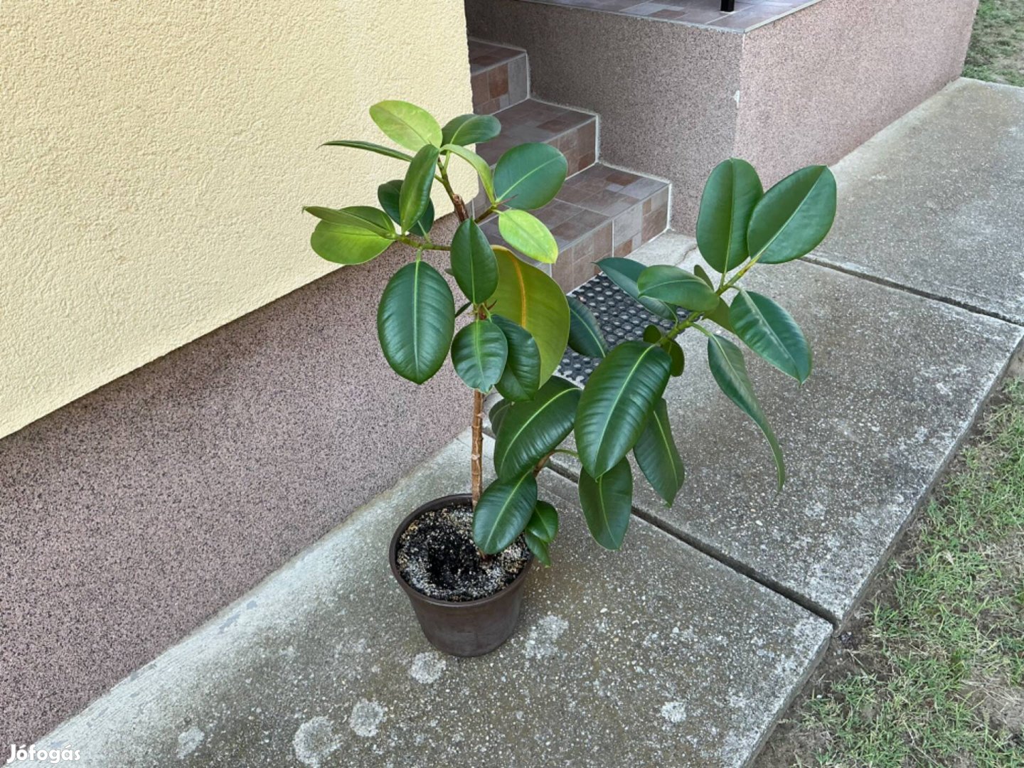 Szobafikusz (Ficus Elestica Robusta)