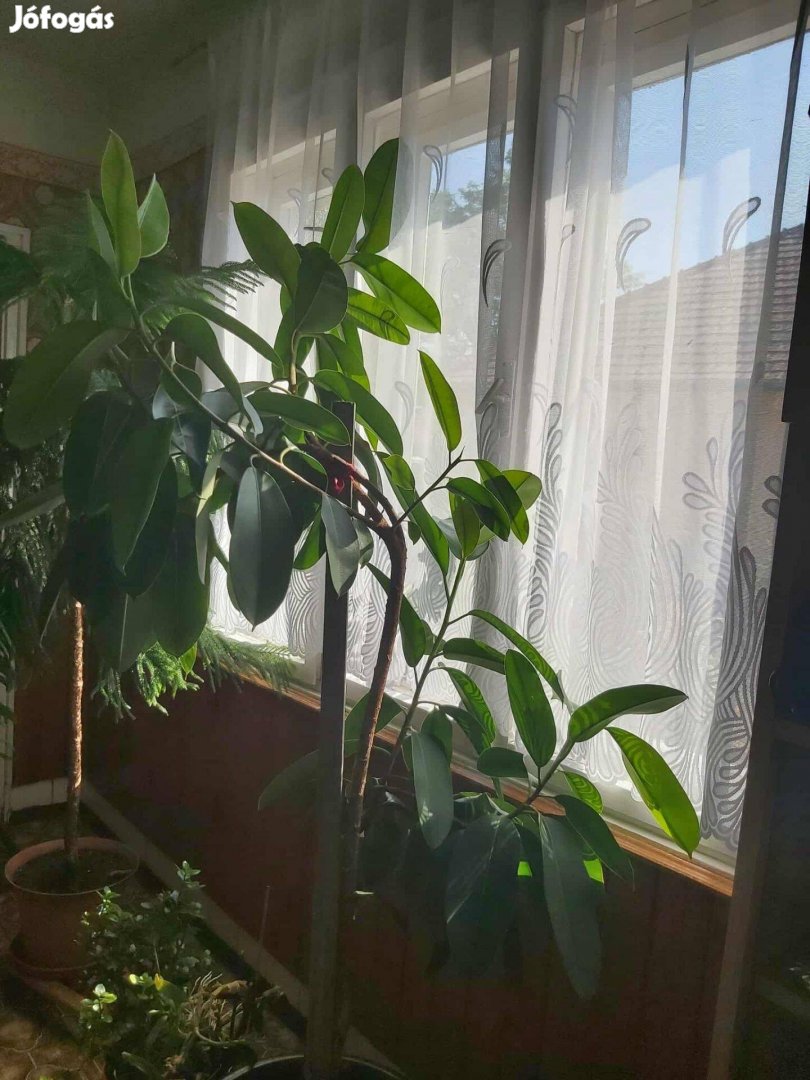 Szobai FIKUSZ Növény Eladó