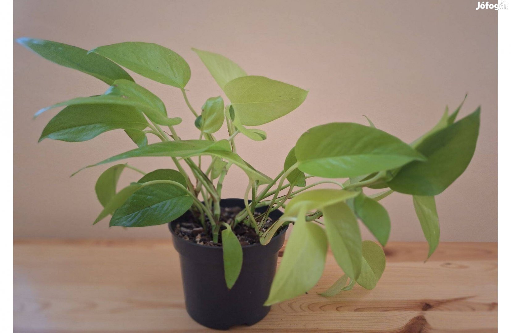 Szobai futóka Neon - Epipremnum szobanövény