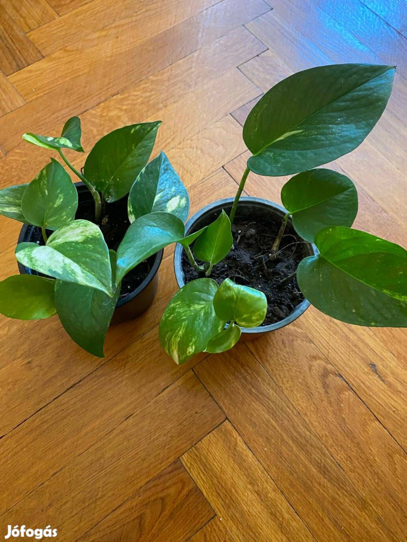 Szobai futóka Epipremnum Schyndapsus