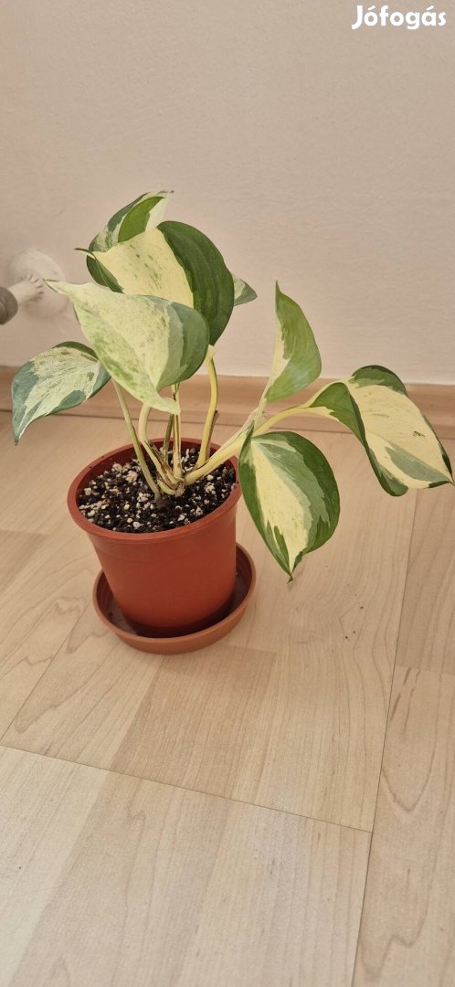 Szobai futóka epipremnum happy leaf