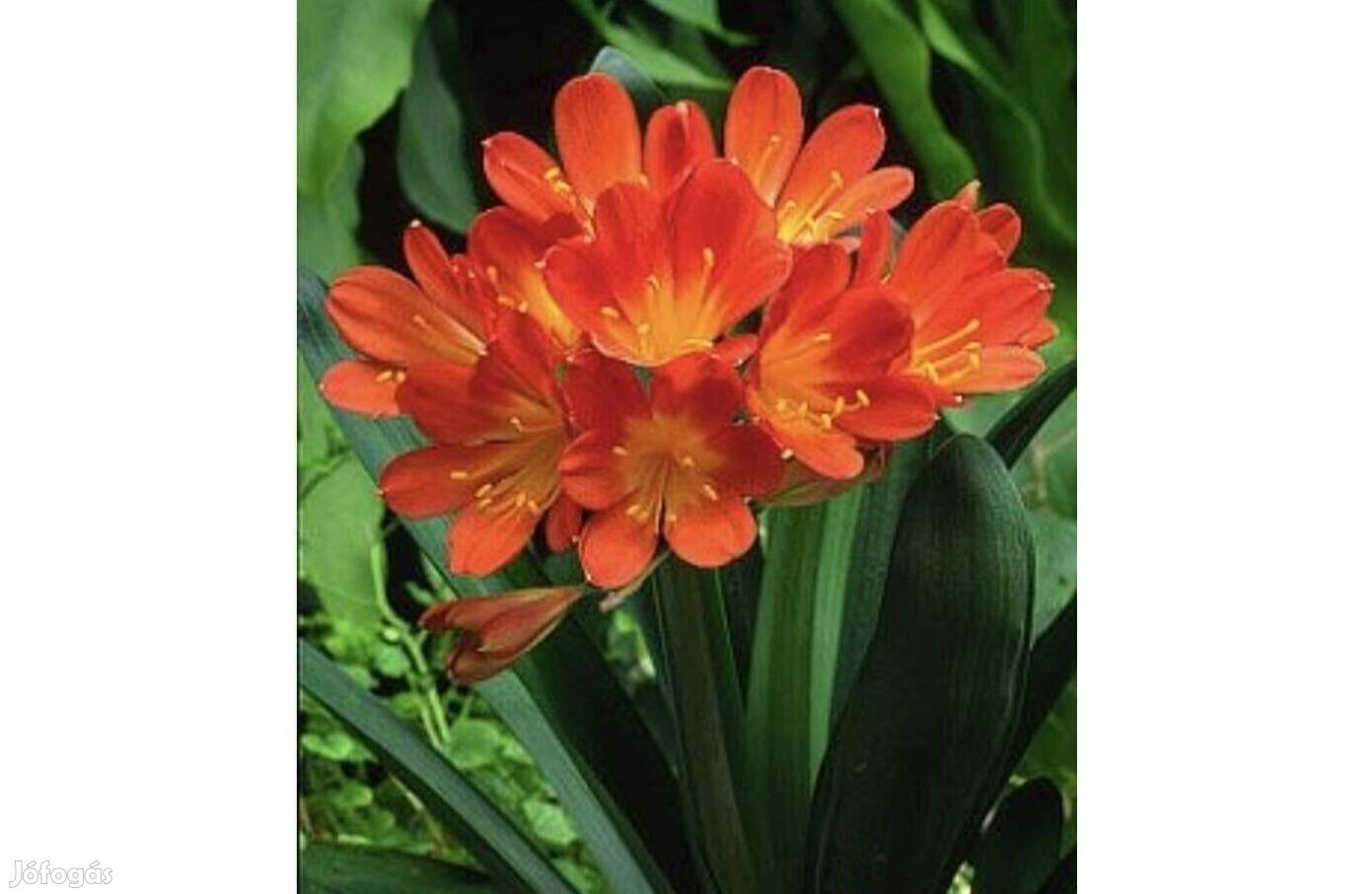 Szobaliliom, Klívia vagy Kafferliliom, Clivia miniata