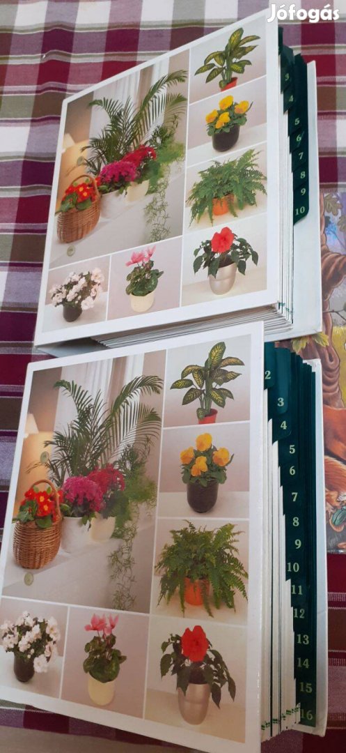 Szobanövény A-tól Z-ig eladó!