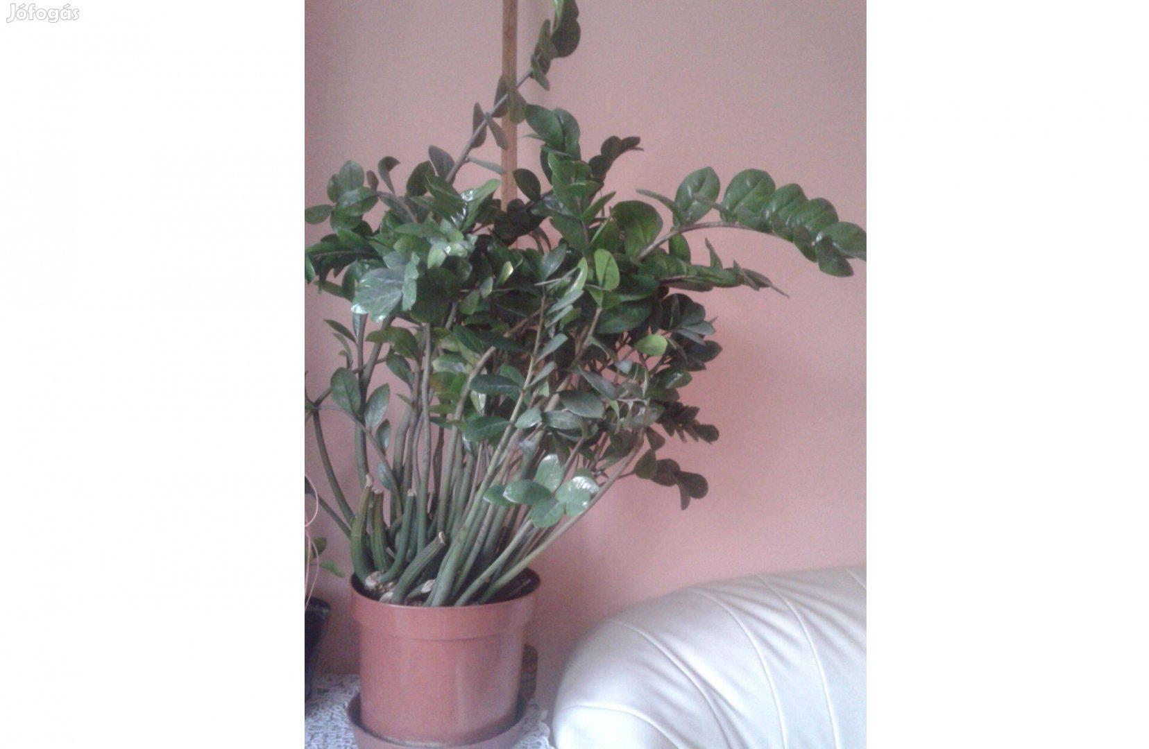 Szobanövény Zamia, Zamiaculcas 130 cm magas