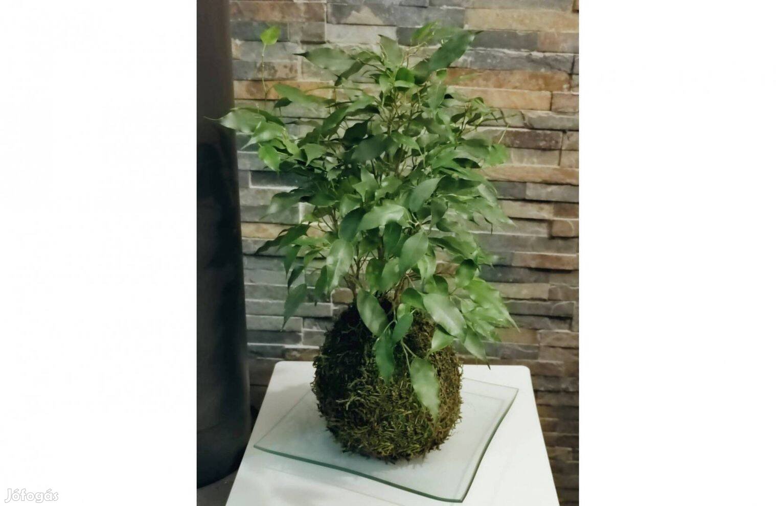 Szobanövény, Kokedama, növény mohagolyóban, dísznövény, dekoráció