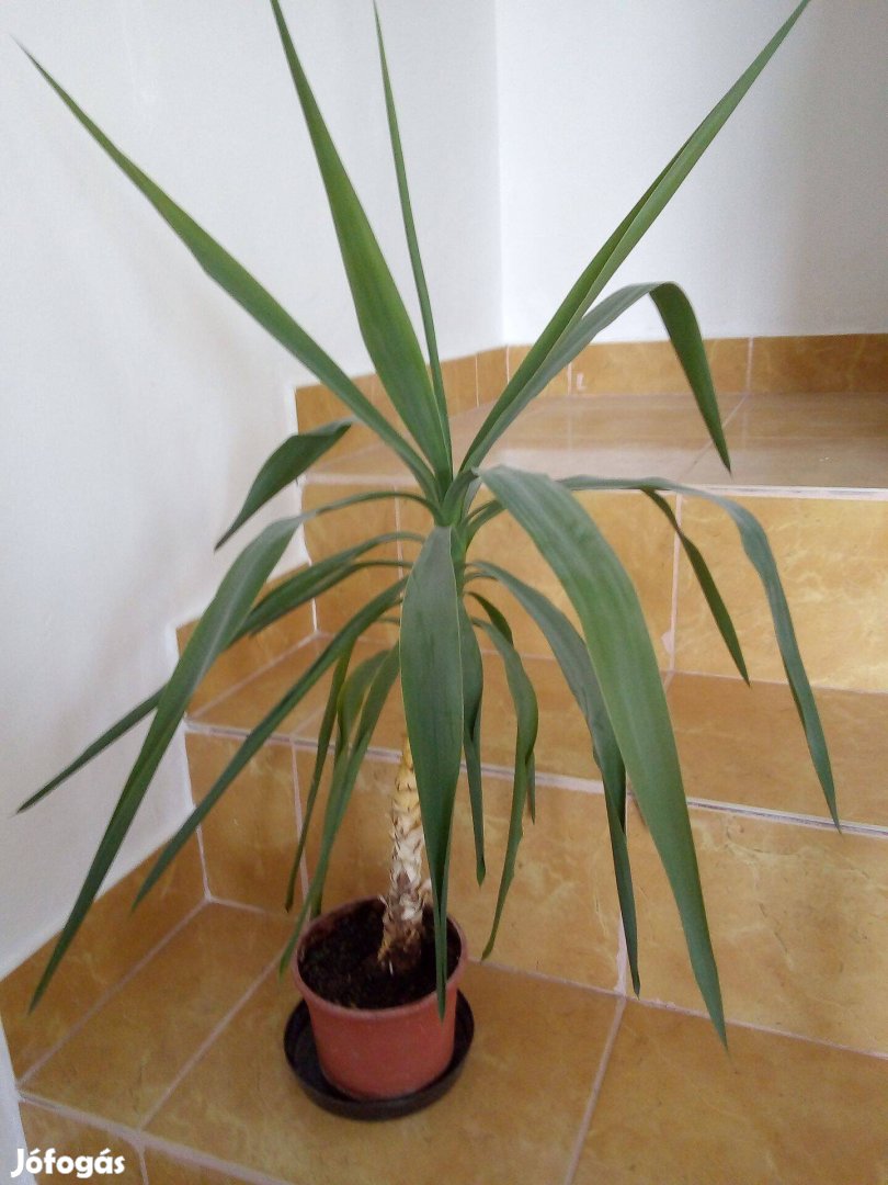 Szobanövény, Yucca pálma 90 cm