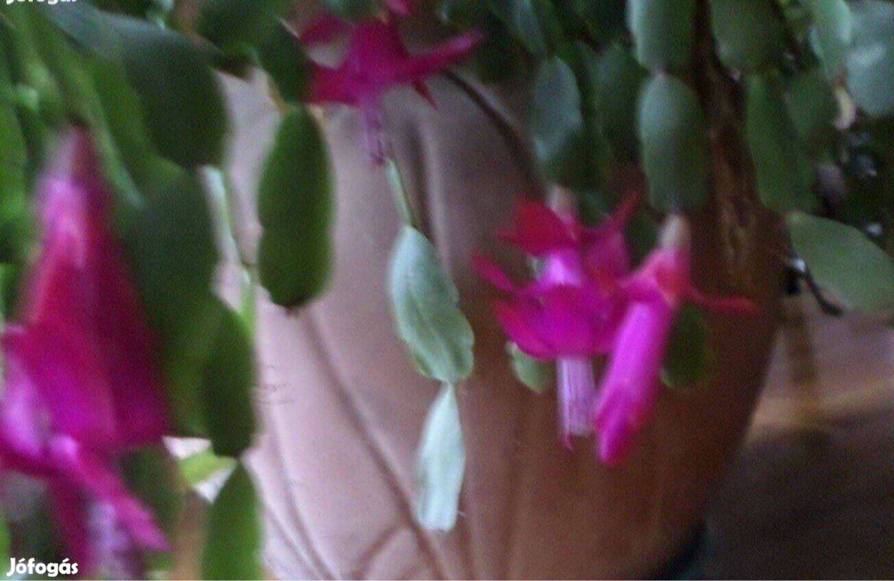 Szobanövény gyönyörű kaktusz virágzó 30 éves