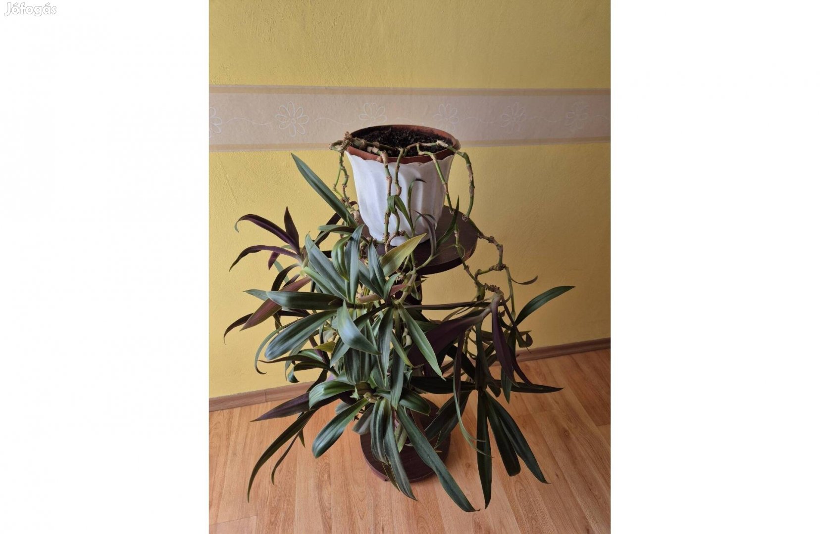 Szobanövény pletyka virág